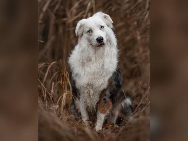 Mylino - sucht ein ruhiges Zuhause - Tierhilfe Franken e.V.