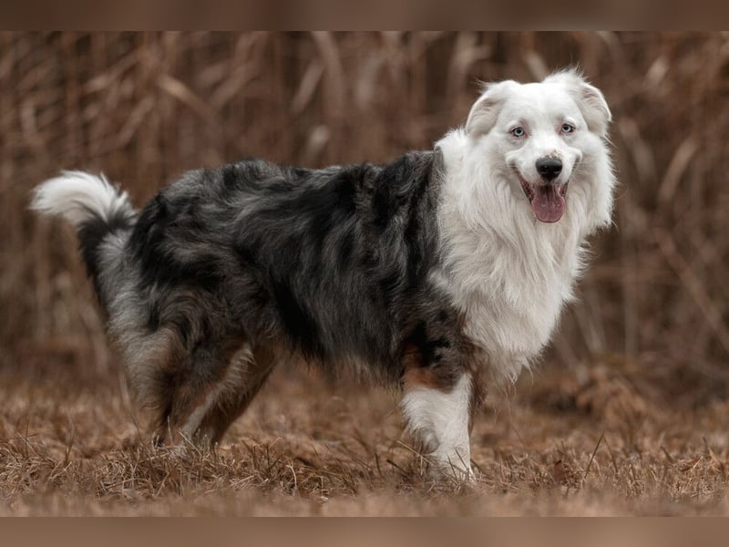 Mylino - sucht ein ruhiges Zuhause - Tierhilfe Franken e.V.