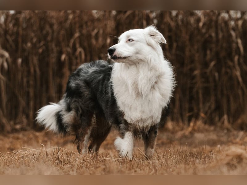 Mylino - sucht ein ruhiges Zuhause - Tierhilfe Franken e.V.