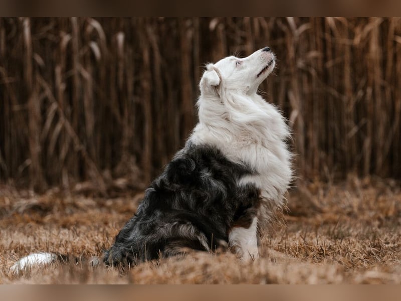 Mylino - sucht ein ruhiges Zuhause - Tierhilfe Franken e.V.
