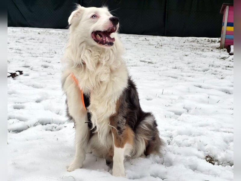 Mylino - sucht ein ruhiges Zuhause - Tierhilfe Franken e.V.