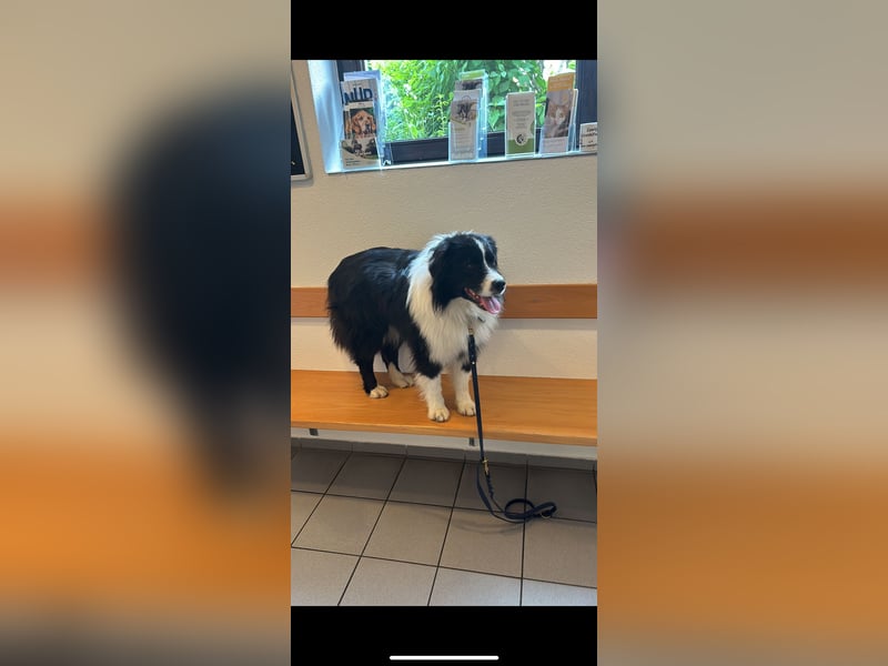 Traumhafter Australian Shepherd Rüde