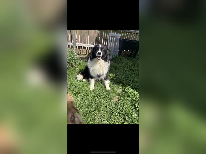 Traumhafter Australian Shepherd Rüde