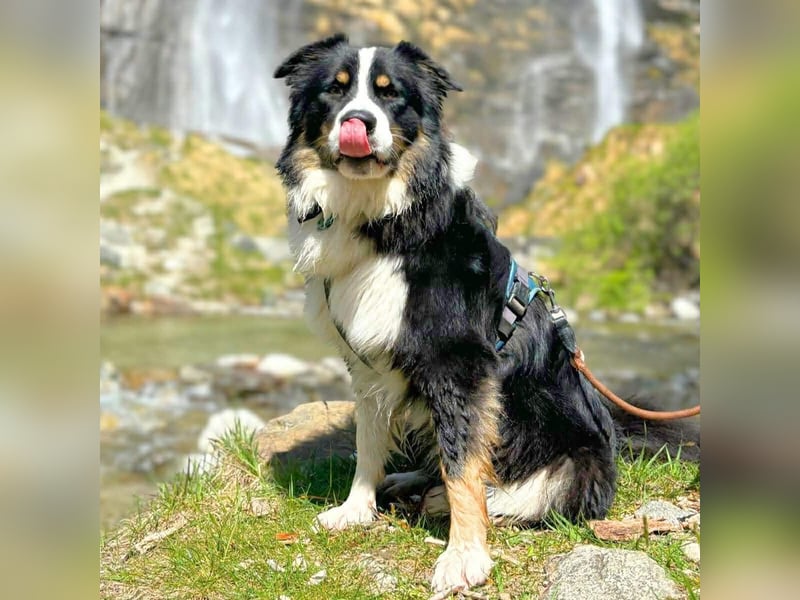 Archie - ist lernwillig,offen&zugänglich