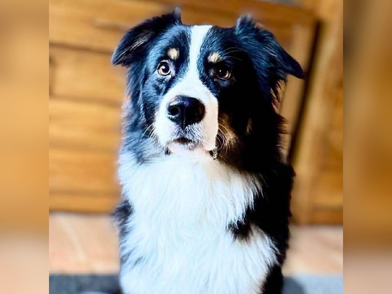 Archie - ist lernwillig,offen&zugänglich