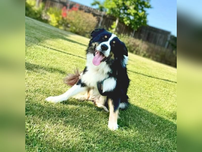 Archie - ist lernwillig,offen&zugänglich