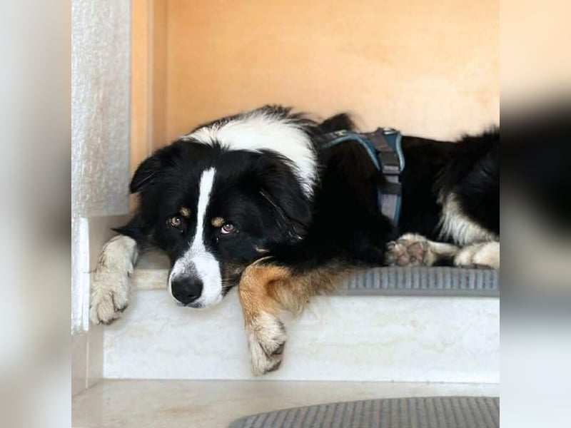 Archie - ist lernwillig,offen&zugänglich