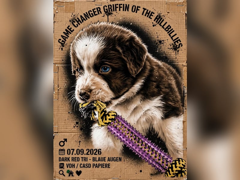 Australian Shepherd Rüde in dark red tri mit blauen Augen