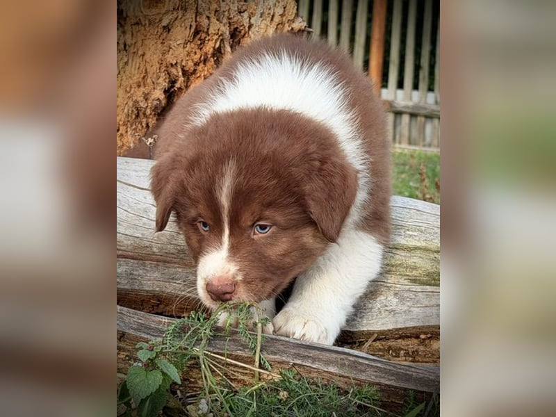 Australian Shepherd Rüde, red tri mit blauen Augen