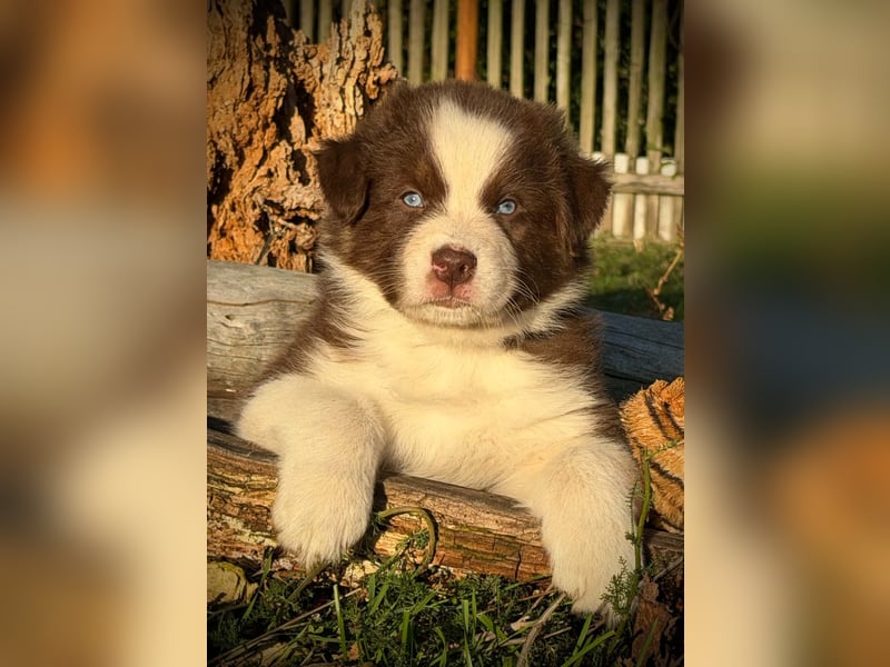 Australian Shepherd Rüde in dark red tri mit blauen Augen