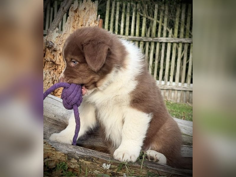 Australian Shepherd Rüde, red tri mit blauen Augen