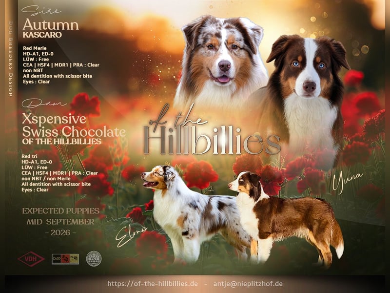 Australian Shepherd Rüde, red tri mit blauen Augen