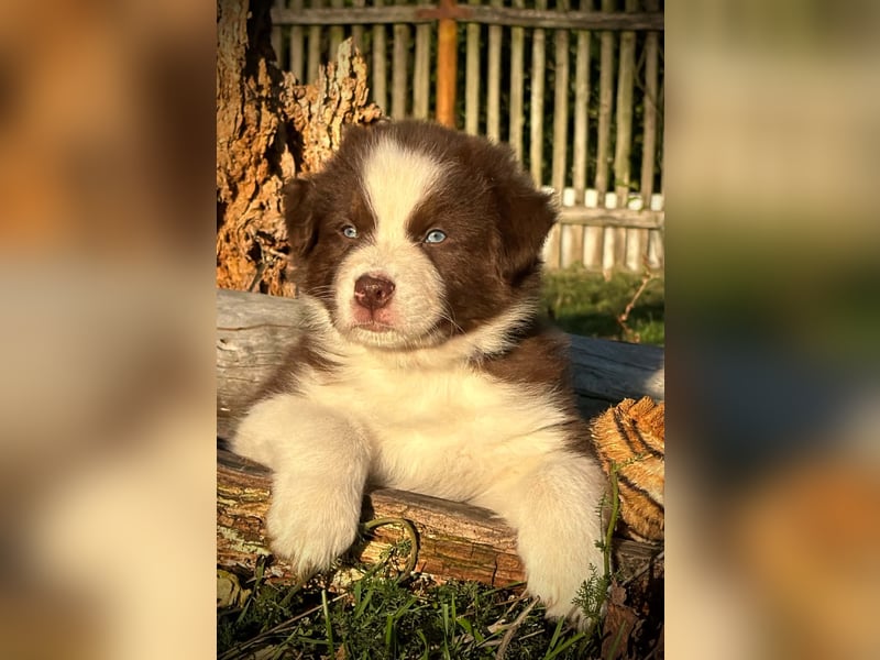 Australian Shepherd Rüde in dark red tri mit blauen Augen
