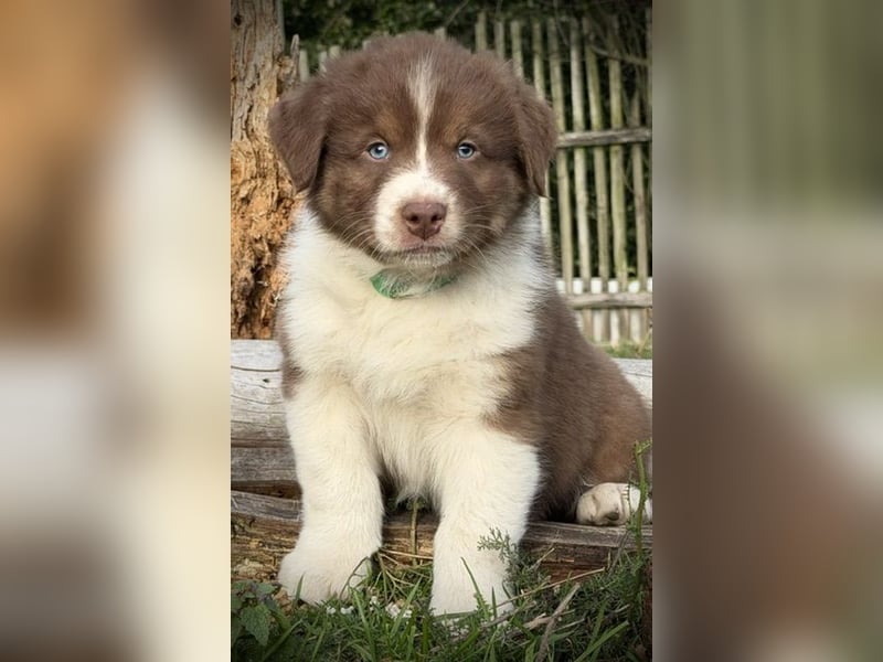Australian Shepherd Rüde, red tri mit blauen Augen