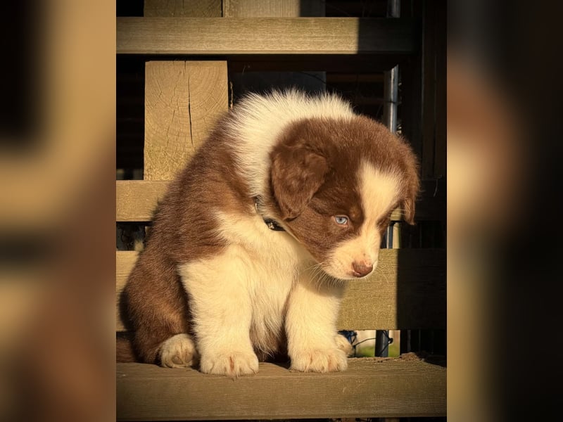 Australian Shepherd Rüde in dark red tri mit blauen Augen