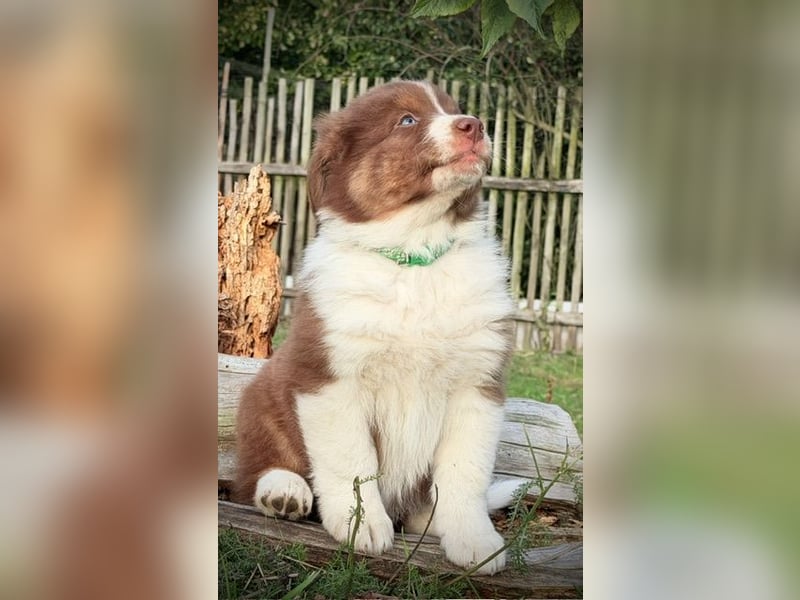 Australian Shepherd Rüde, red tri mit blauen Augen