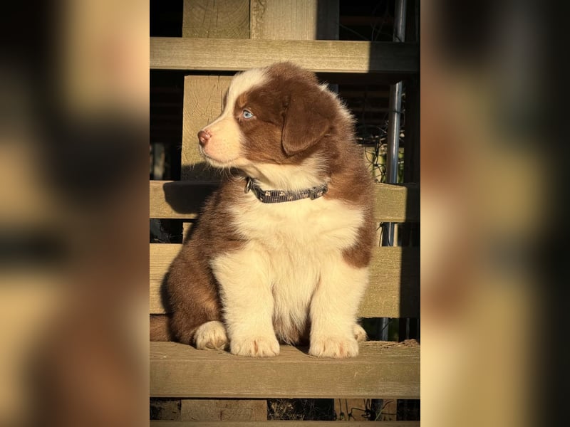 Australian Shepherd Rüde in dark red tri mit blauen Augen
