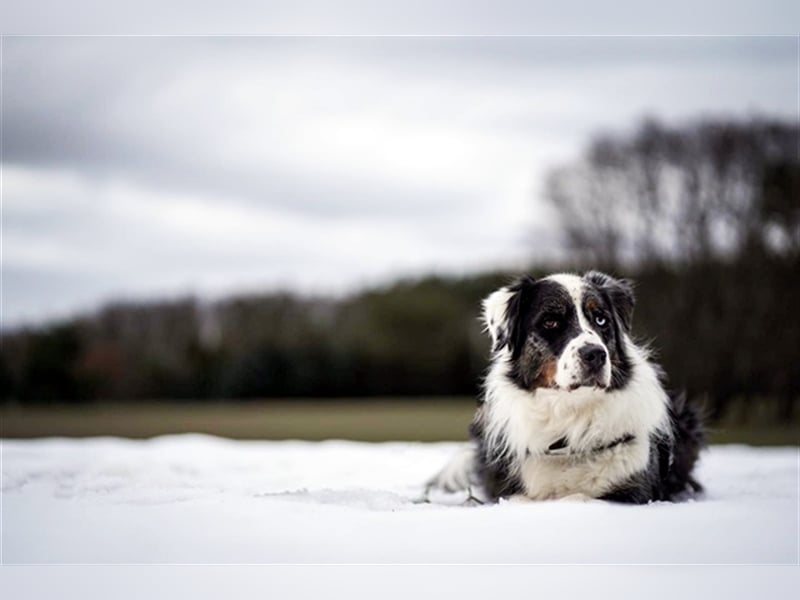 Balou, Australien-Shepherd, geb. 2011, sucht hundeerfahrene Familie, sportliche Leute