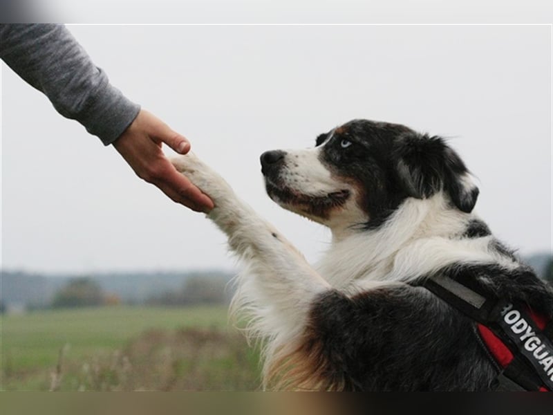 Balou, Australien-Shepherd, geb. 2011, sucht hundeerfahrene Familie, sportliche Leute
