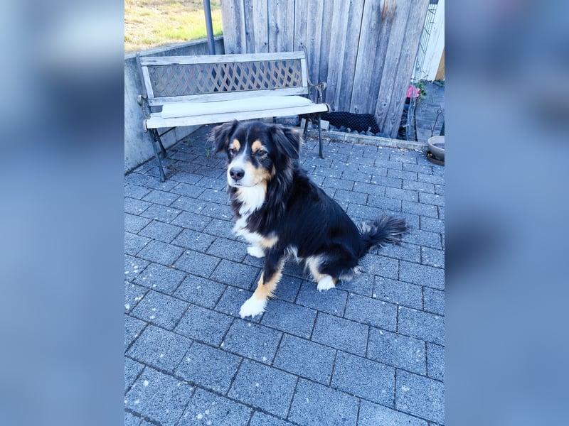 Traumhafter Australian Shepherd "Balu" (8 Jahre, Black Tri, topfit) sucht liebevolles Zuhause