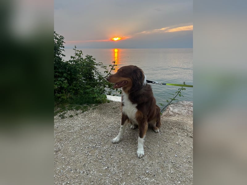 Australian Shepherd (Red Tri) sucht erfahrenes, liebevolles Zuhause
