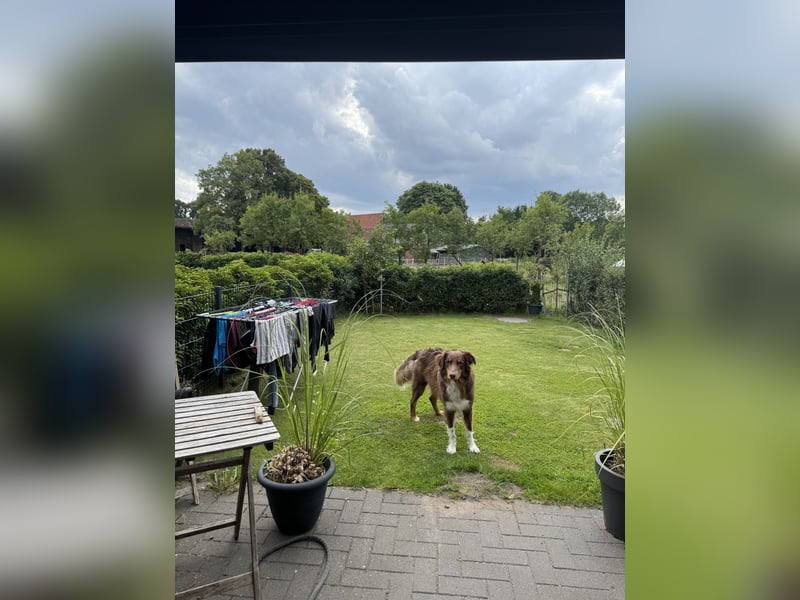 Australian Shepherd (Red Tri) sucht erfahrenes, liebevolles Zuhause