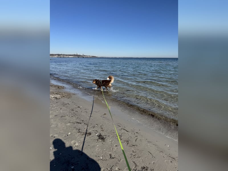 Australian Shepherd (Red Tri) sucht erfahrenes, liebevolles Zuhause