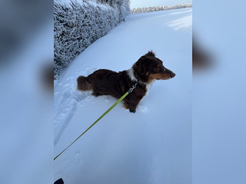 Australian Shepherd (Red Tri) sucht erfahrenes, liebevolles Zuhause