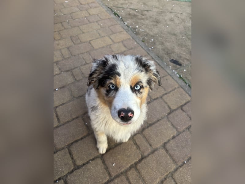 Australien Shepherd Hündin