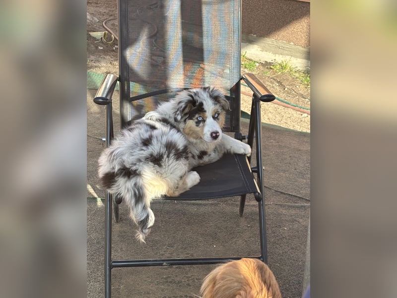 Australien Shepherd Hündin