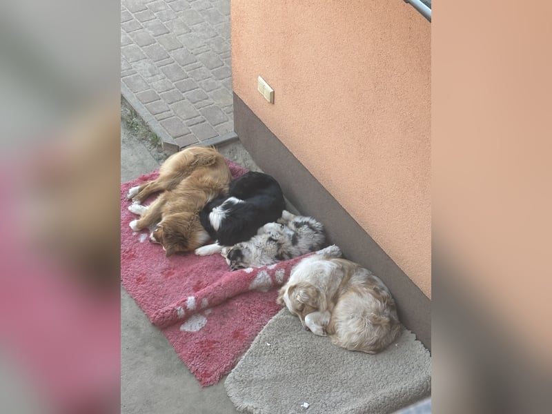 Australien Shepherd Hündin