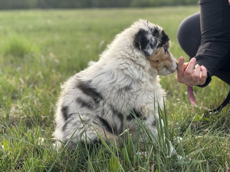 Australien Shepherd Hündin