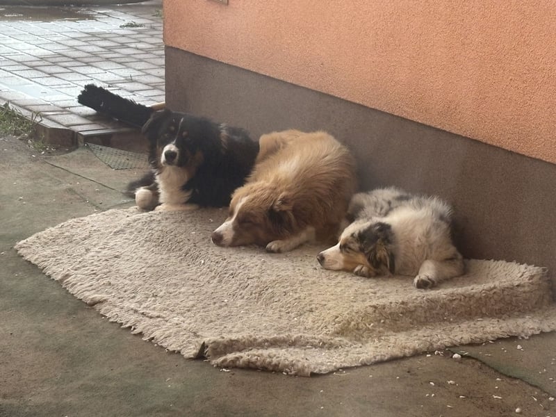 Australien Shepherd Hündin