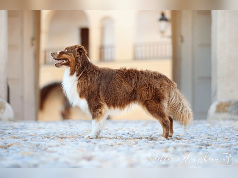 BRR Fire of Passion Aladdin DNA VP,- Dark Red Australian Shepherd Deckrüde, BH -VT, RO3, ROIC, Agi