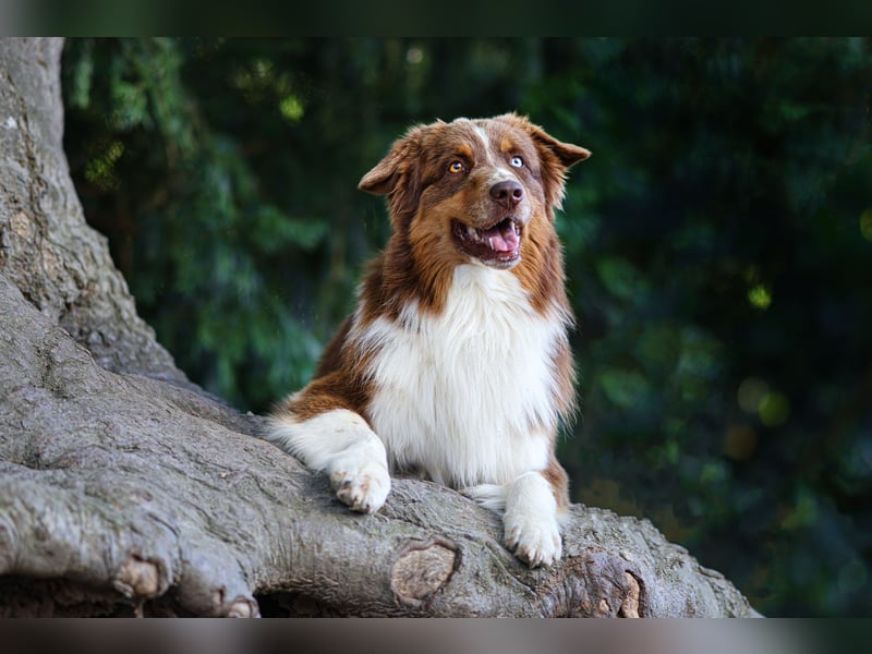 BRR Fire of Passion Aladdin DNA VP,- Dark Red Australian Shepherd Deckrüde, BH -VT, RO3, ROIC, Agi