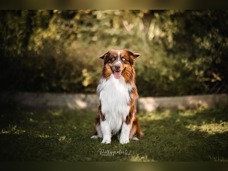 BRR Fire of Passion Aladdin DNA VP,- Dark Red Australian Shepherd Deckrüde, BH -VT, RO3, ROIC, Agi