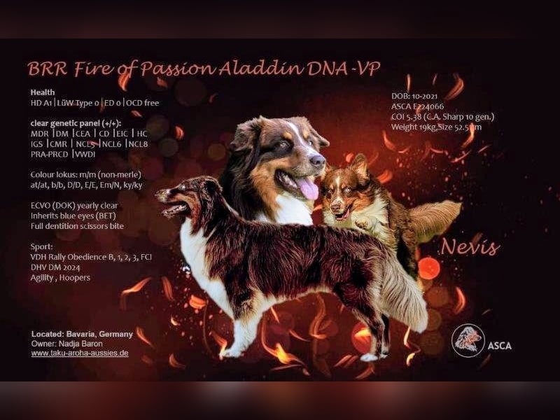BRR Fire of Passion Aladdin DNA VP,- Dark Red Australian Shepherd Deckrüde, BH -VT, RO3, ROIC, Agi