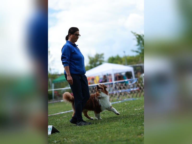 BRR Fire of Passion Aladdin DNA VP,- Dark Red Australian Shepherd Deckrüde, BH -VT, RO3, ROIC, Agi