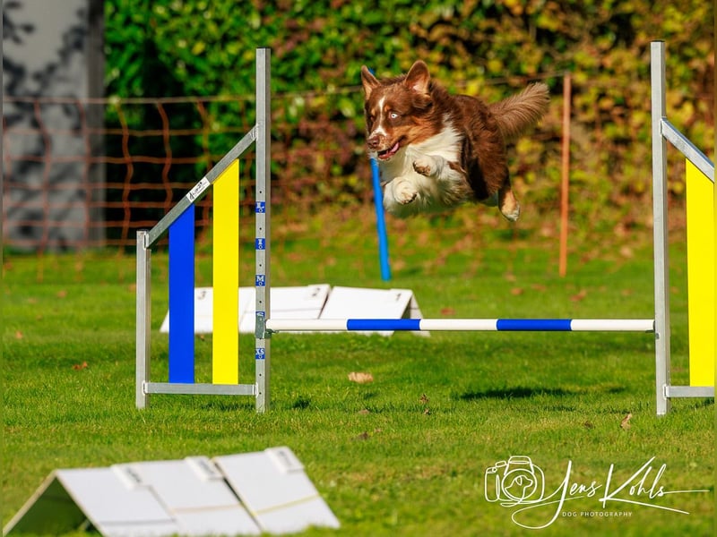 BRR Fire of Passion Aladdin DNA VP,- Dark Red Australian Shepherd Deckrüde, BH -VT, RO3, ROIC, Agi