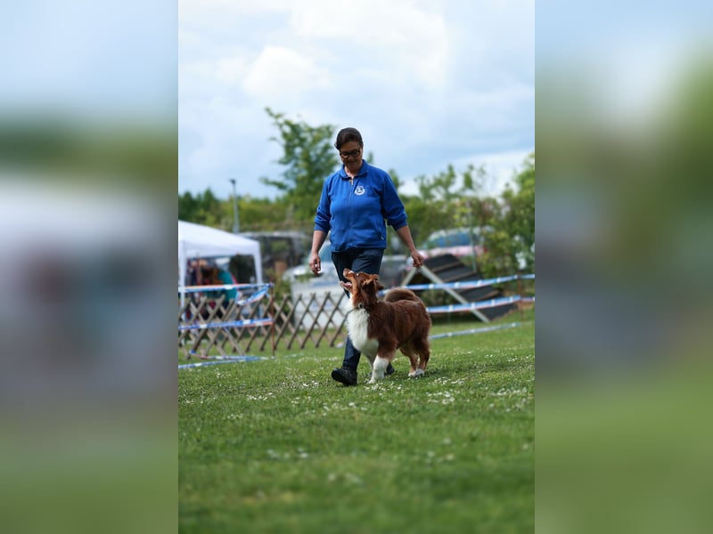 BRR Fire of Passion Aladdin DNA VP,- Dark Red Australian Shepherd Deckrüde, BH -VT, RO3, ROIC, Agi