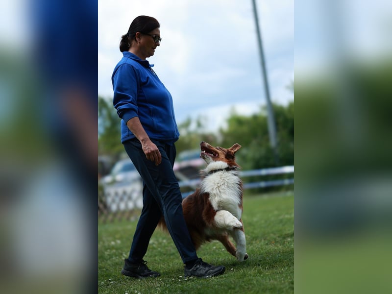 BRR Fire of Passion Aladdin DNA VP,- Dark Red Australian Shepherd Deckrüde, BH -VT, RO3, ROIC, Agi