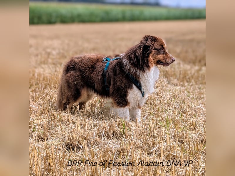 BRR Fire of Passion Aladdin DNA VP,- Dark Red Australian Shepherd Deckrüde, BH -VT, RO3, ROIC, Agi