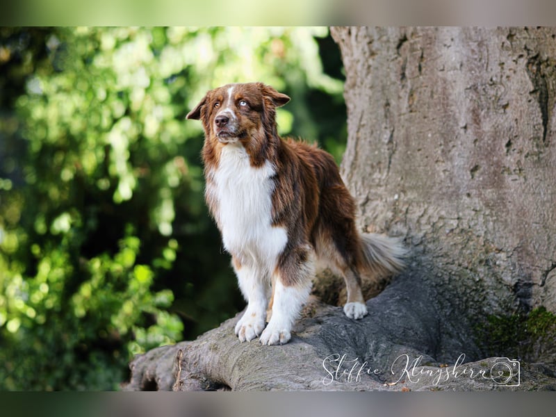 BRR Fire of Passion Aladdin DNA VP,- Dark Red Australian Shepherd Deckrüde, BH -VT, RO3, ROIC, Agi