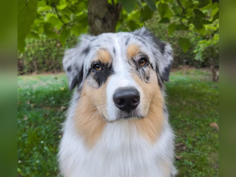 Australian Shepherd Rüde / Deckrüde Akani