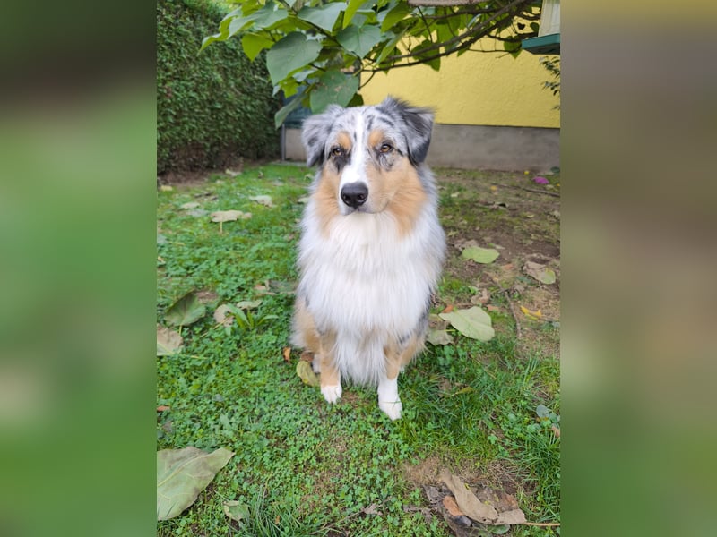Australian Shepherd Rüde / Deckrüde Akani