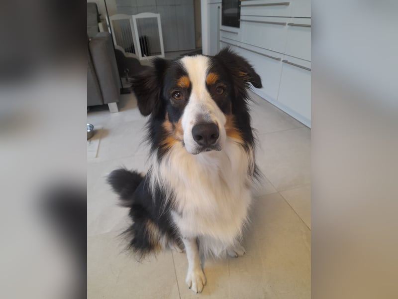 Für-Immer-zuhause für jungen Australien Shepherd