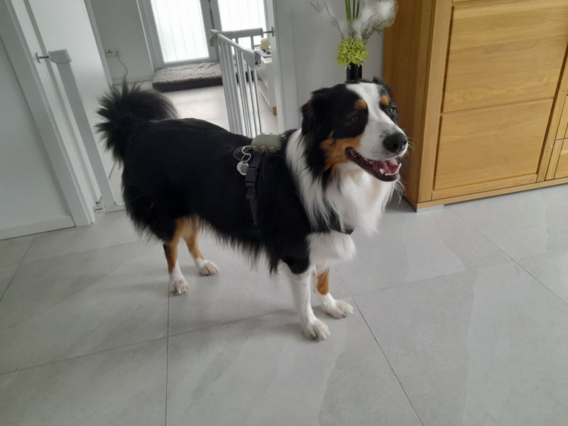 Für-Immer-zuhause für jungen Australien Shepherd