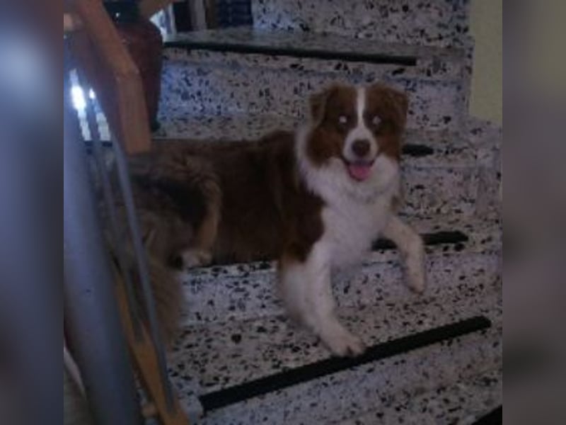 6 jähriger Australian Shepherd Rüde