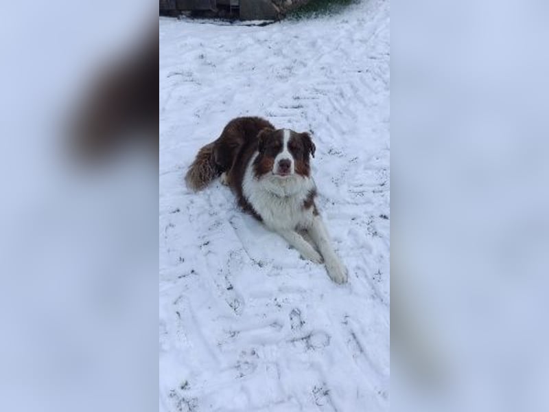 6 jähriger Australian Shepherd Rüde
