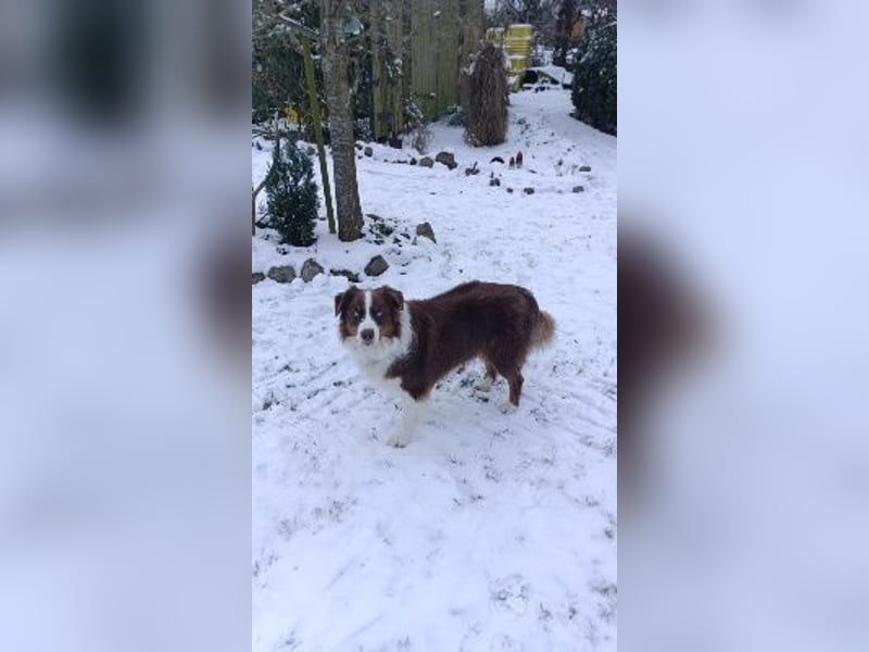 6 jähriger Australian Shepherd Rüde
